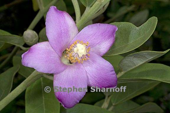 lagunaria patersonii 3 graphic